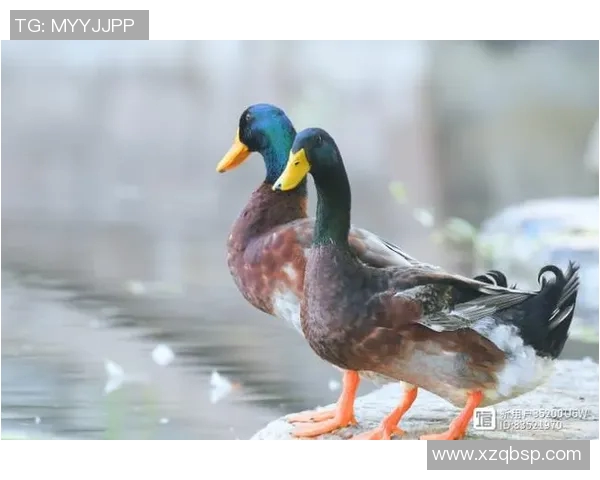 足球明星因其独特风格被亲切称为鸭子揭示了体育界的趣味与魅力 足球明星因其独特风格被亲切称为鸭子揭示了体育界的趣味与魅力